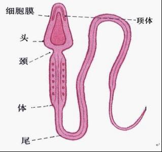 无精症