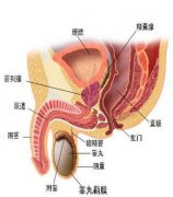 详解男性“尿分叉”的原因